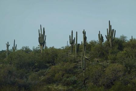 Arizona - arizona2024_011.jpg15K